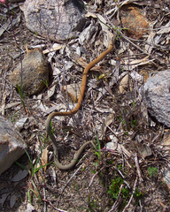 Pygopus lepidopodus