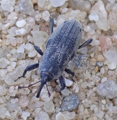 Sphenophorus venatus