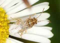 Nysius senecionis