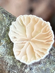 Crepidotus variabilis