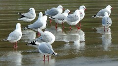 Chroicocephalus novaehollandiae scopulinus