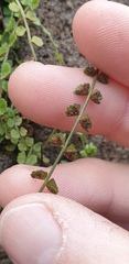 Asplenium flabellifolium