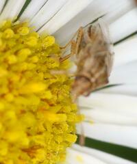Nysius senecionis