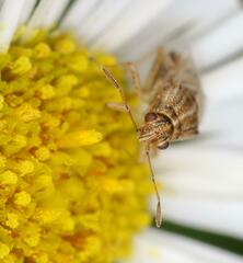 Nysius senecionis