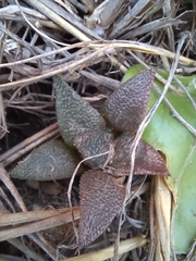 Haworthia bayeri