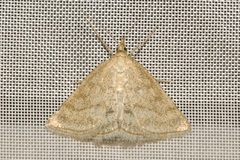 Psammotis pulveralis