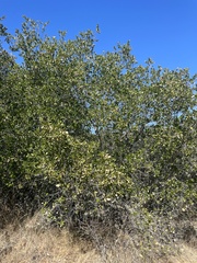 Quercus agrifolia