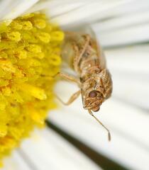 Nysius senecionis
