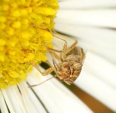 Nysius senecionis