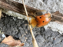 Aspidimorpha miliaris