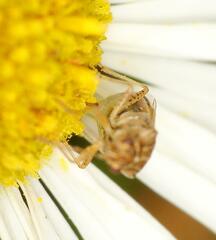 Nysius senecionis