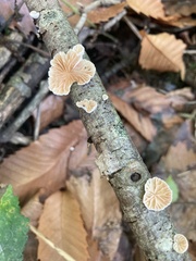 Crepidotus variabilis