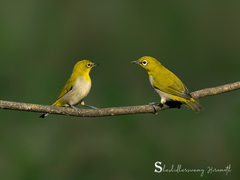 Zosterops palpebrosus