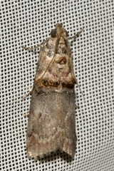 Trachonitis cristella