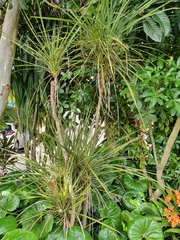 Cordyline