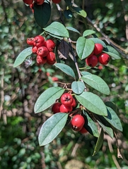 Cotoneaster pannosus