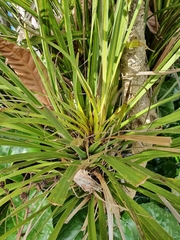 Cordyline
