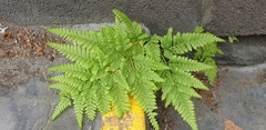 Pteris tremula