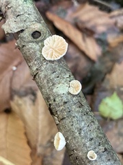 Crepidotus variabilis