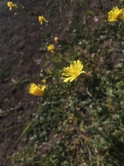 Crepis tectorum