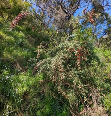 Cotoneaster pannosus