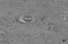 Eurycarcinus orientalis
