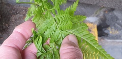 Pteris tremula