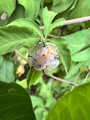 Aspidimorpha miliaris