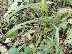Brachypodium sylvaticum