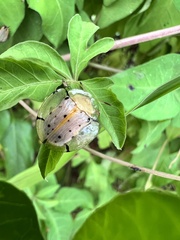 Aspidimorpha miliaris