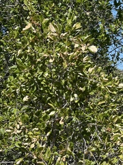 Quercus agrifolia