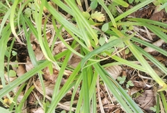 Carex pilosa