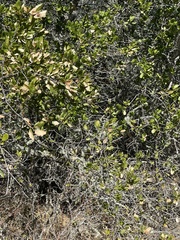 Quercus agrifolia