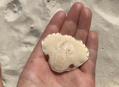 Ovalipes australiensis