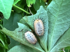 Aspidimorpha miliaris