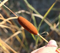Typha laxmannii