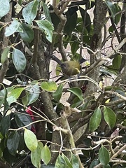 Anthornis melanura