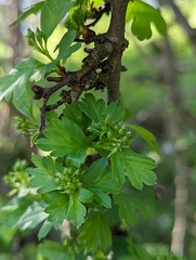 Crataegus monogyna