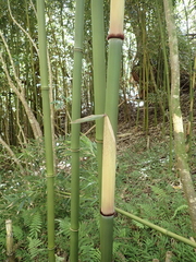 Phyllostachys nigra henonis