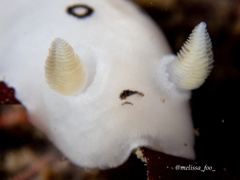 Diaulula sandiegensis