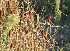 Typha laxmannii