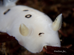 Diaulula sandiegensis