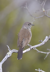 Cercotrichas coryphoeus