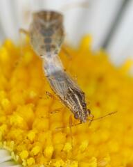 Nysius senecionis