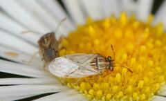 Nysius senecionis