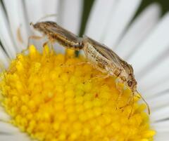 Nysius senecionis