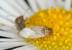 Nysius senecionis