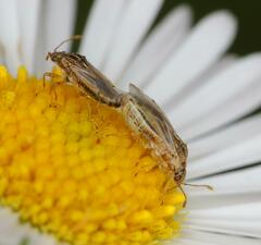 Nysius senecionis