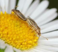 Nysius senecionis