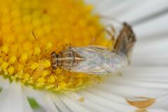 Nysius senecionis